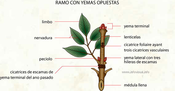 Ramo con yemas opuestas (Diccionario visual)